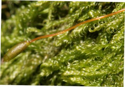 https://www.earth.com/plant-encyclopedia/Bryophytes/Hypnaceae/ectropothecium-golungense/en/