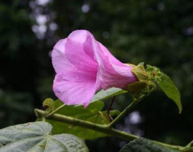 Hibiscus Albiflorus -- Earthpedia plant