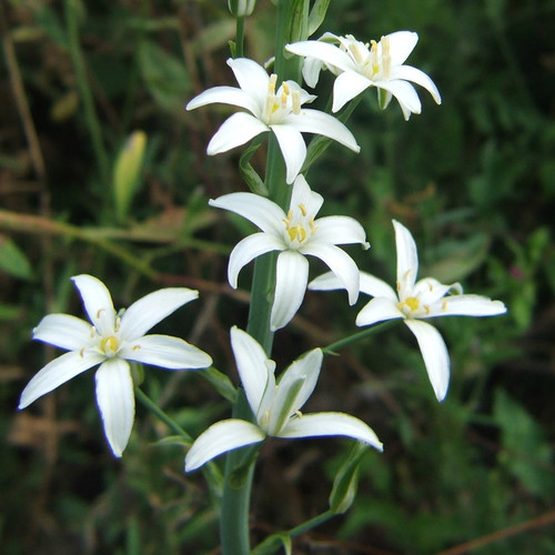 TÌNH YÊU CÂY CỎ ĐV 5 - Page 94 Ornithogalum-pyramidale