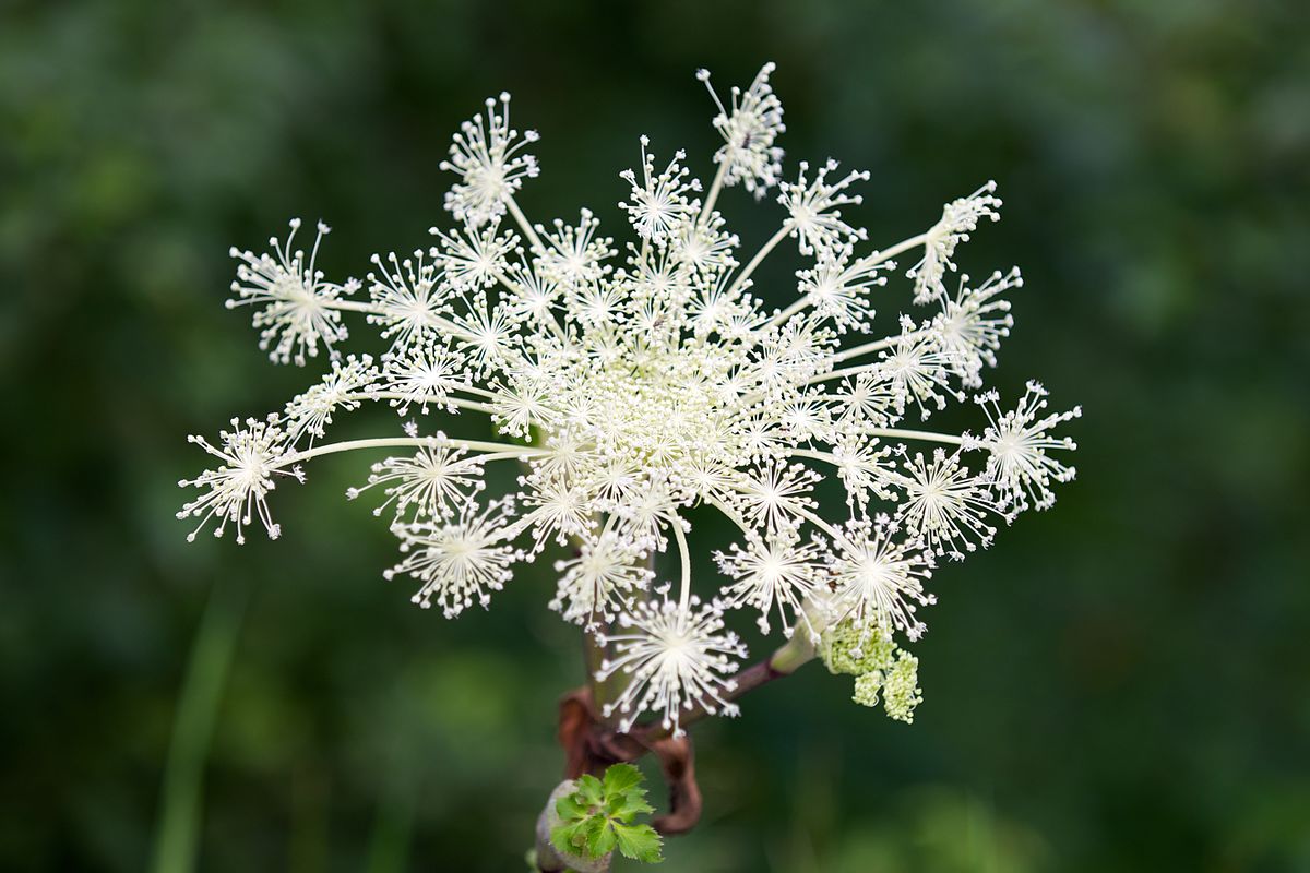 Angelica Pubescens -- Earthpedia plant