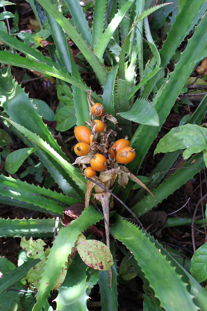 TÌNH YÊU CÂY CỎ ĐV 13  - Page 30 Bromelia-eitenorum