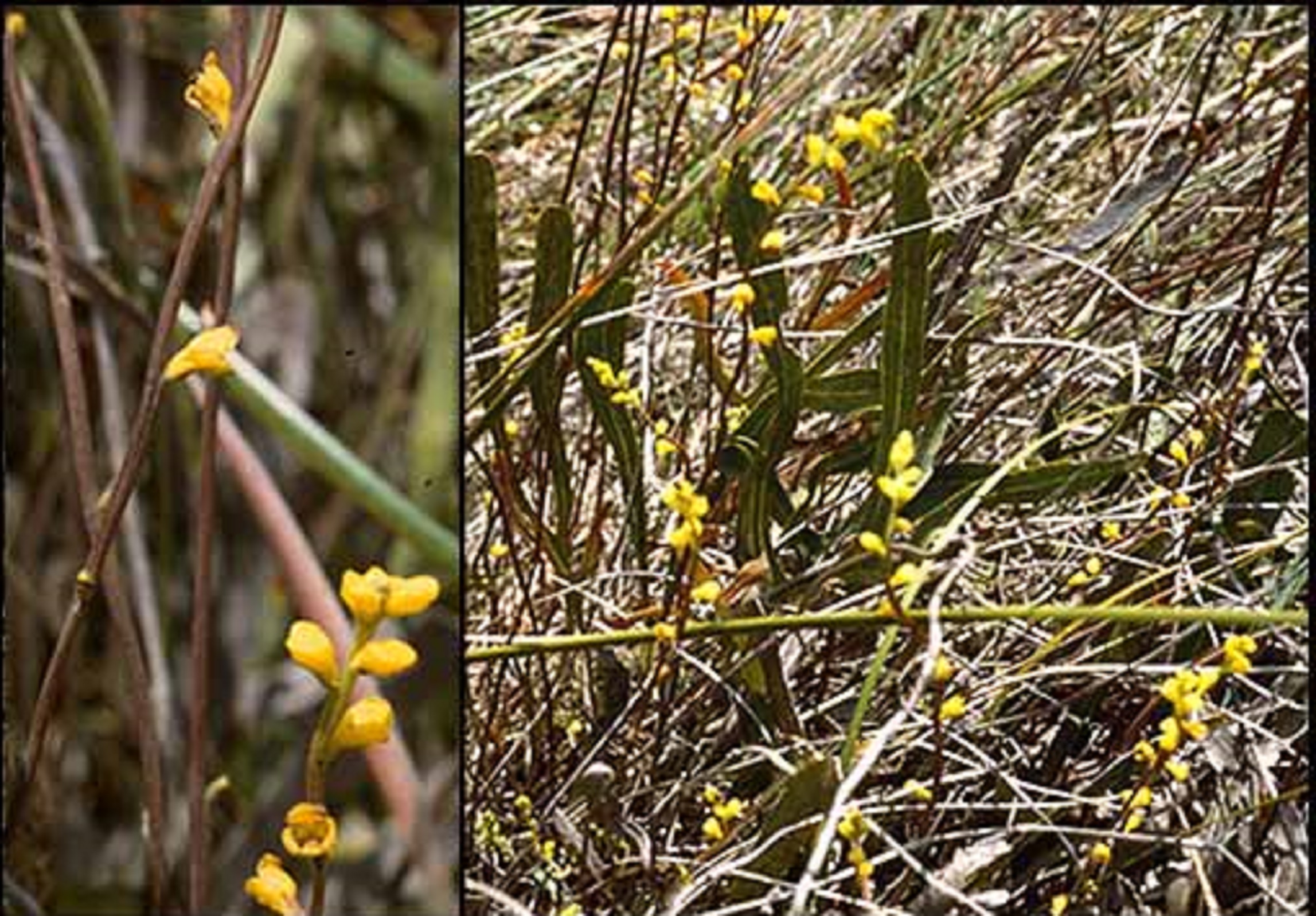 Synaphea Nexosa -- Earthpedia plant