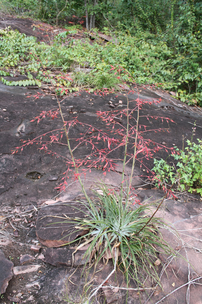 TÌNH YÊU CÂY CỎ ĐV 13  - Page 92 Pitcairnia-patentiflora