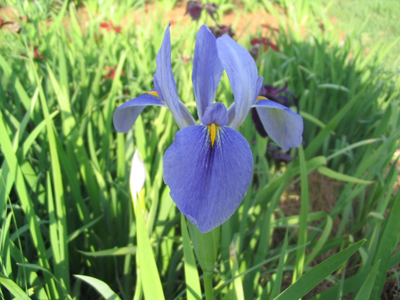 TÌNH YÊU CÂY CỎ ĐV 6 - Page 84 Iris-giganticaerulea