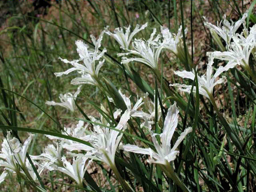TÌNH YÊU CÂY CỎ ĐV 6 - Page 97 Iris-tenuissima