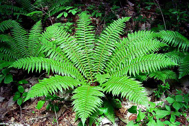 Pteridophytes (Spore Producing Plants: Ferns and More) • Earth.com
