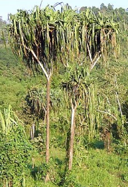 galery