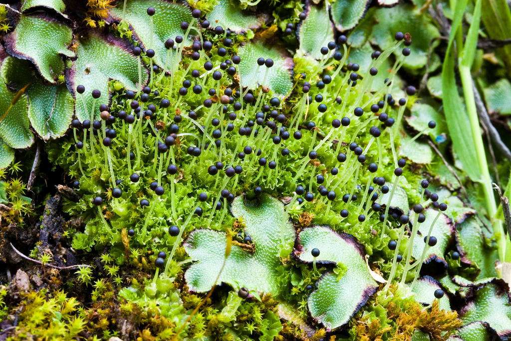 Bryophytes (Mosses, Liverworts, and Hornworts) •