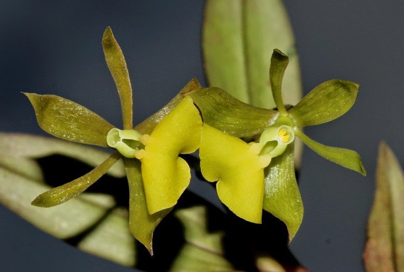 Lan Đào Viên 7 - Page 89 Firestar-orchid-epidendrum-dichotomum