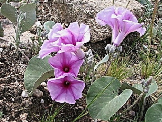 galery