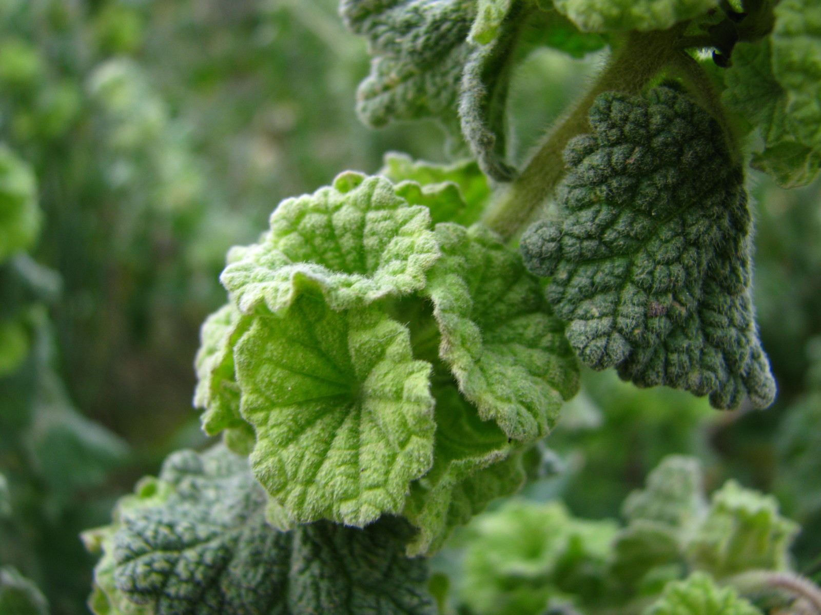 Ballota Undulata -- Earthpedia plant