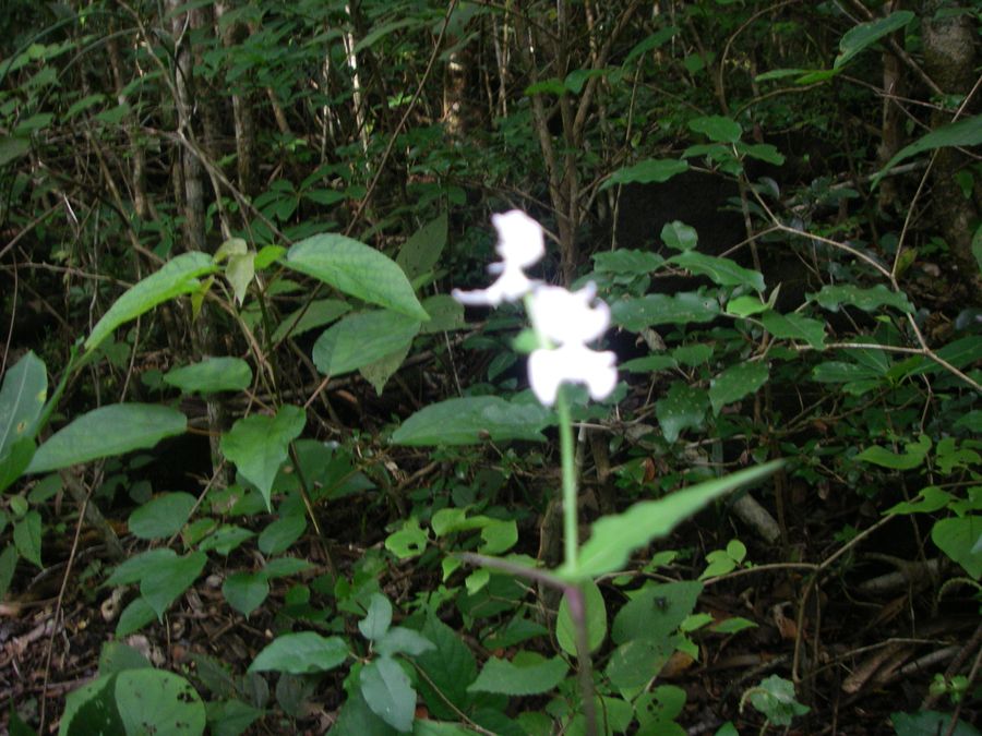 Lan Đào Viên 6 - Page 24 Disperis-oppositifolia