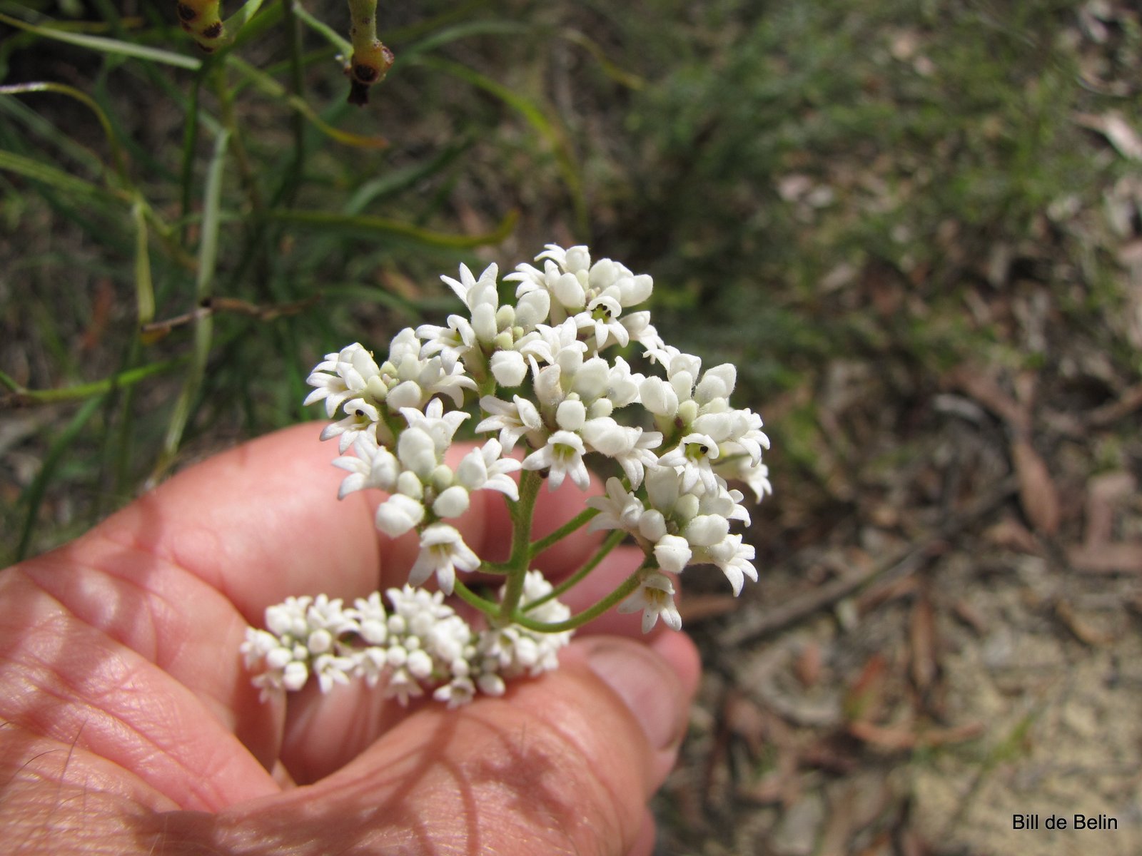 Conospermum longifolium