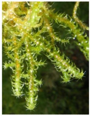 https://www.earth.com/plant-encyclopedia/Bryophytes/Orthotrichaceae/zygodon-bartramioides/en/