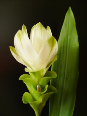 galery