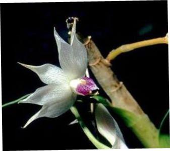 https://www.earth.com/plant-encyclopedia/Bryophytes/Pottiaceae/trichostomum-involutum/en/