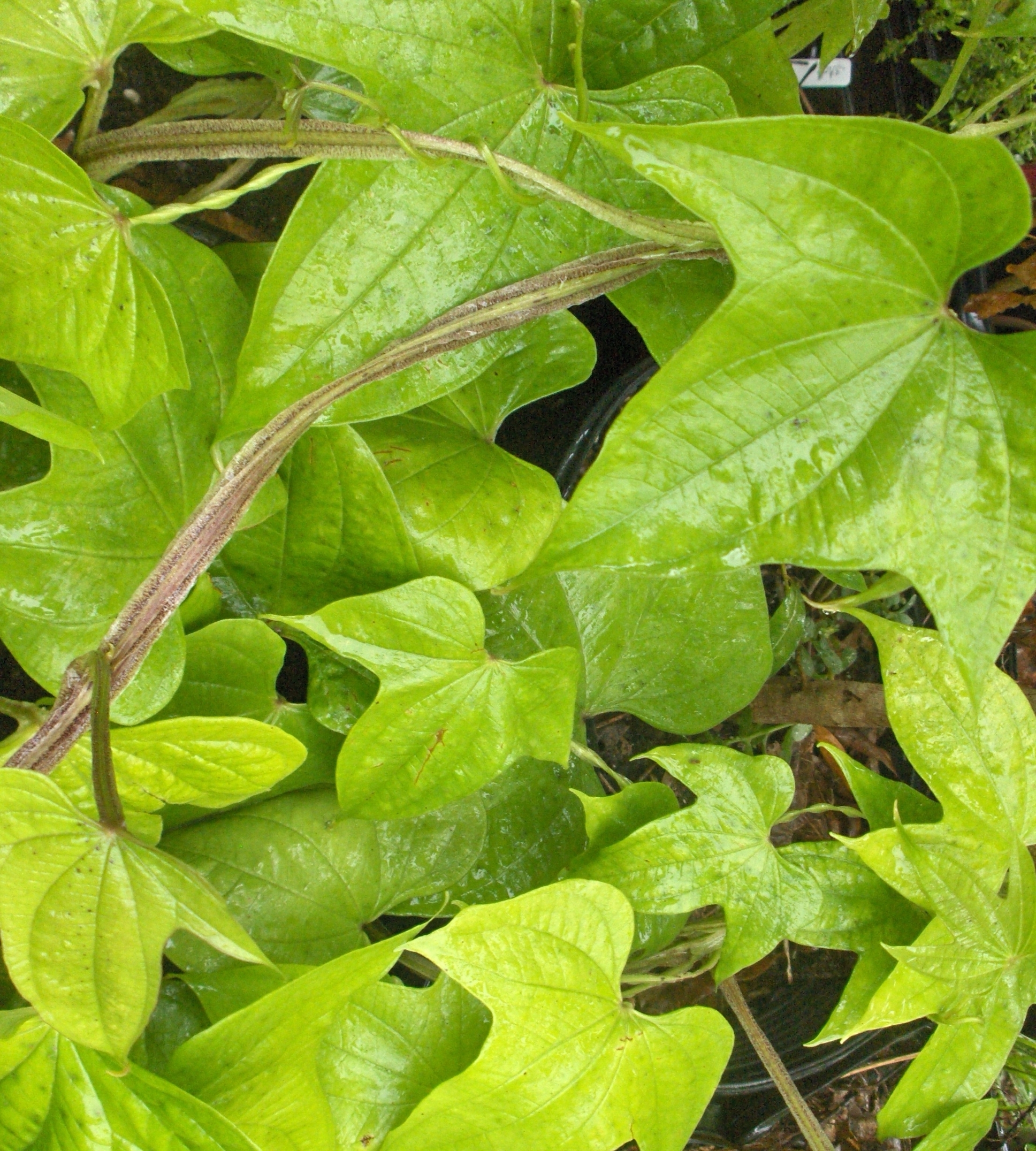 Indian yam, plant