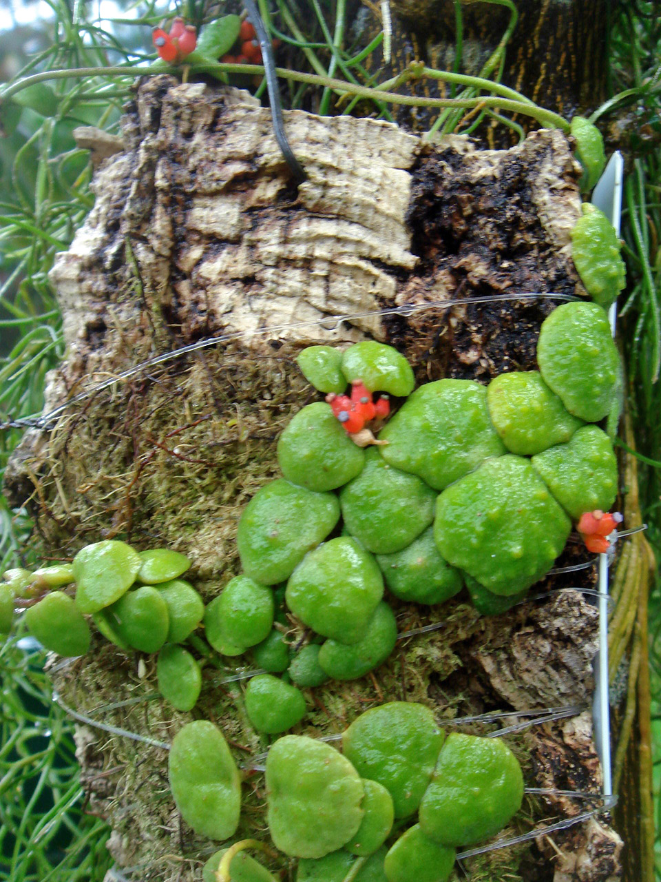 Dischidia Cochleata -- Earthpedia plant