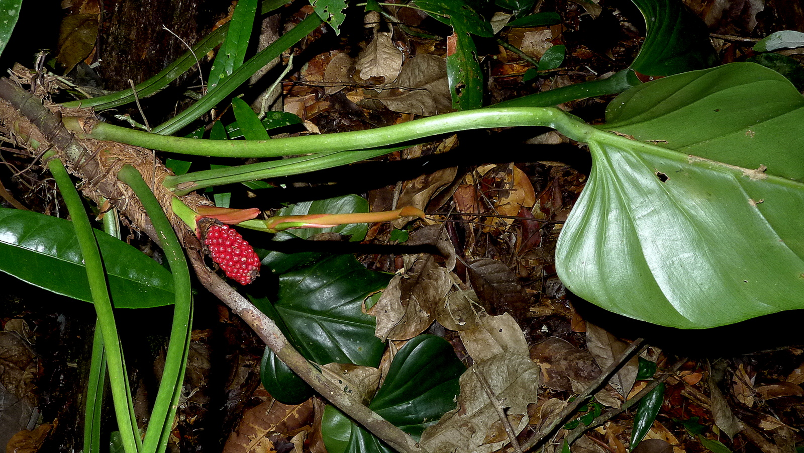 Philodendron Fragrantissimum -- Earthpedia plant