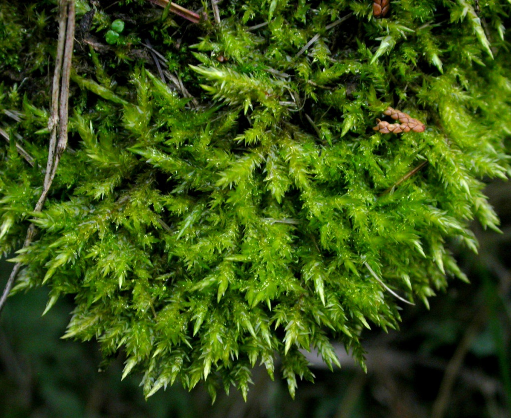 Calliergonella Cuspidata - Earth.com