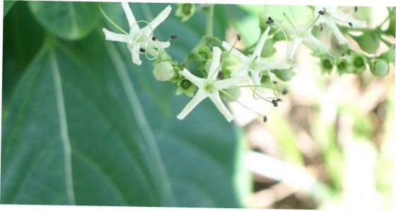 Angiosperms (Flowering Plants) • Earth.com