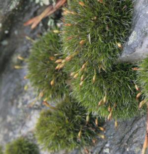 Grass Type Small Plant Moss Grimmia Stock Photo 2337597269