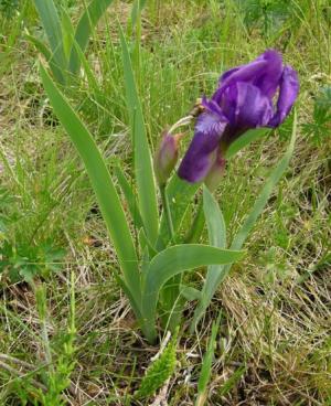 Iris giganticaerulea (Giant blue iris)