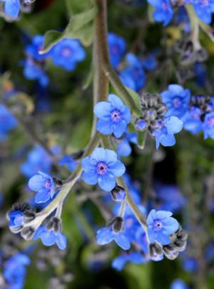 Chinese Forget Me Not Seeds, Cynoglossum amabile