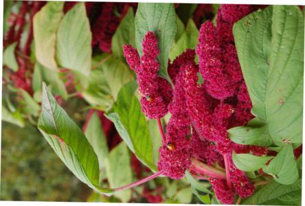 Angiosperms Flowering Plants Earth Com