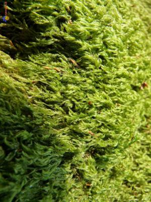 Artificial Moss -  UK