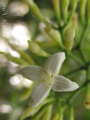 Angiosperms (Flowering Plants) • 