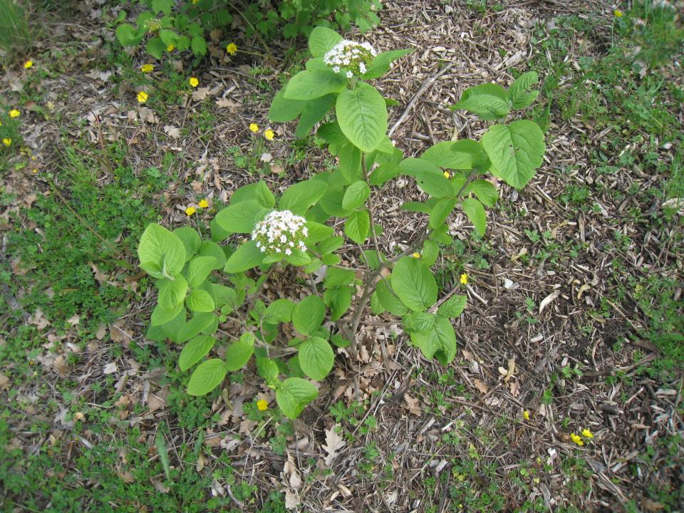 Viburnum Lantana Earth Com