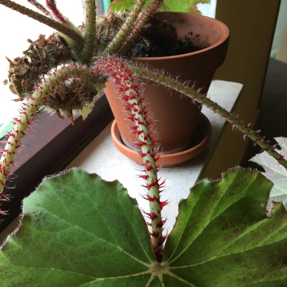 Angiosperms Flowering Plants Earth Com