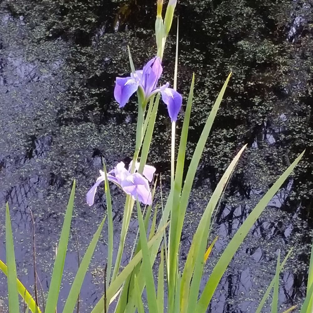 Iris giganticaerulea (Giant blue iris)