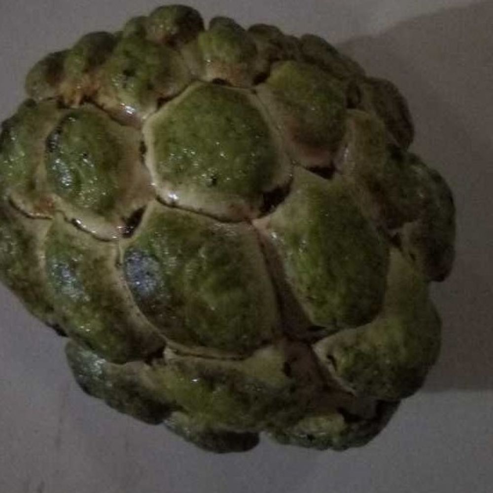 Annona Reticulata Earth Com