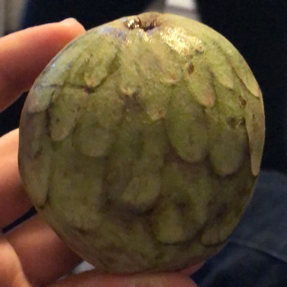 Annona Reticulata Earth Com