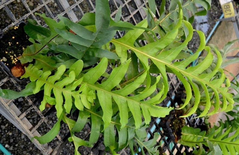 Aglaomorpha Meyeniana -- Earthpedia plant