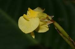 galery