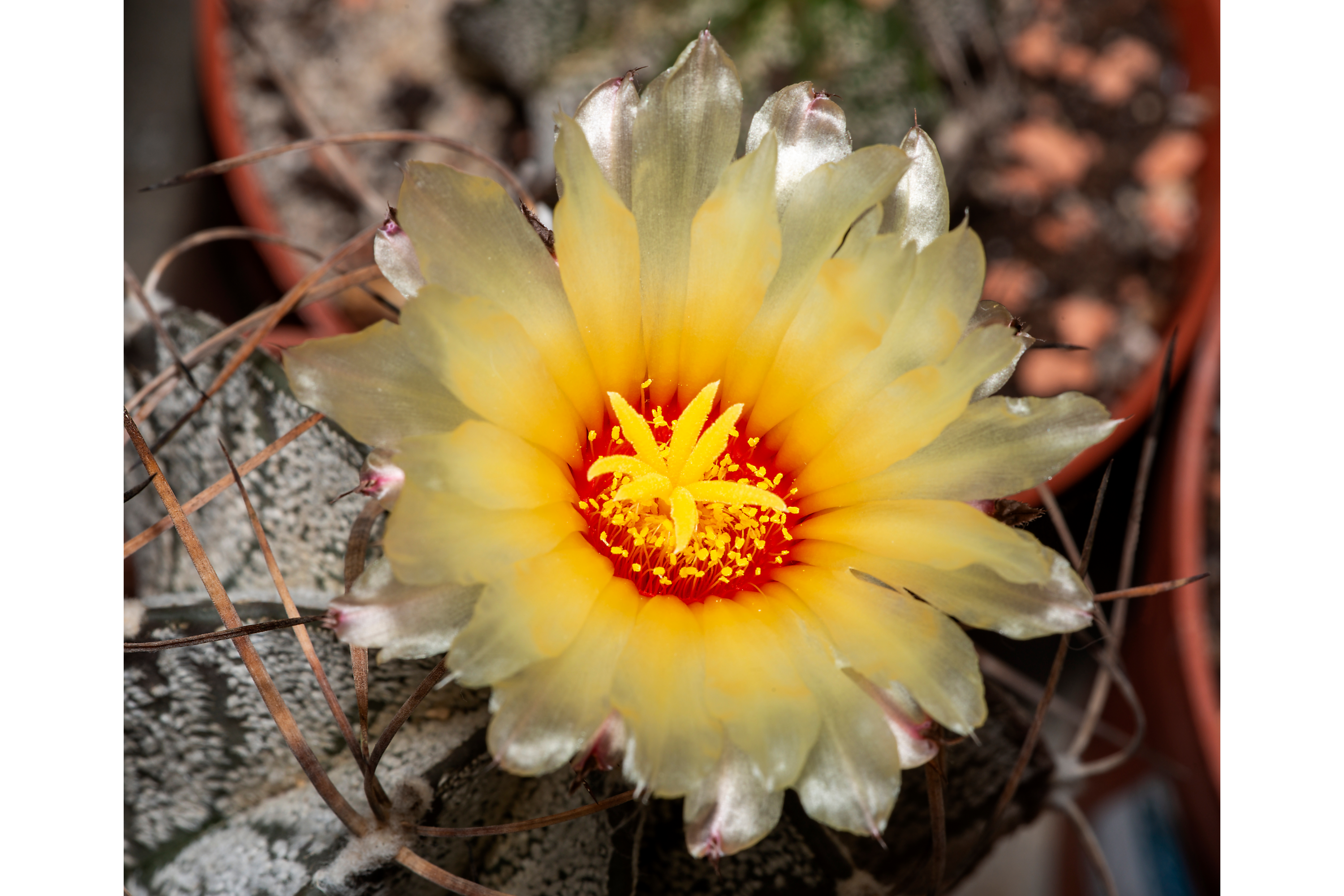 Top 5 Most Beautiful Cactus Flowers •  • Earthpedia